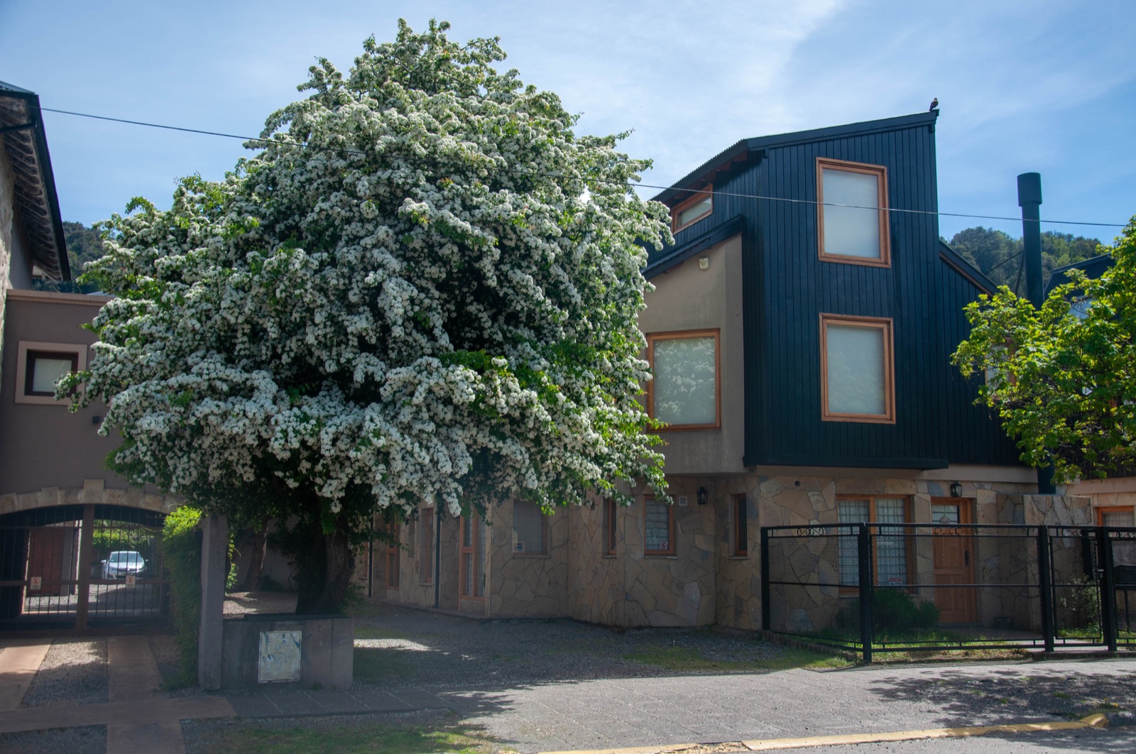Fachada de Paimun 2 con árbol florecido en primavera